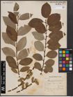 Foto von Salix caprea L.